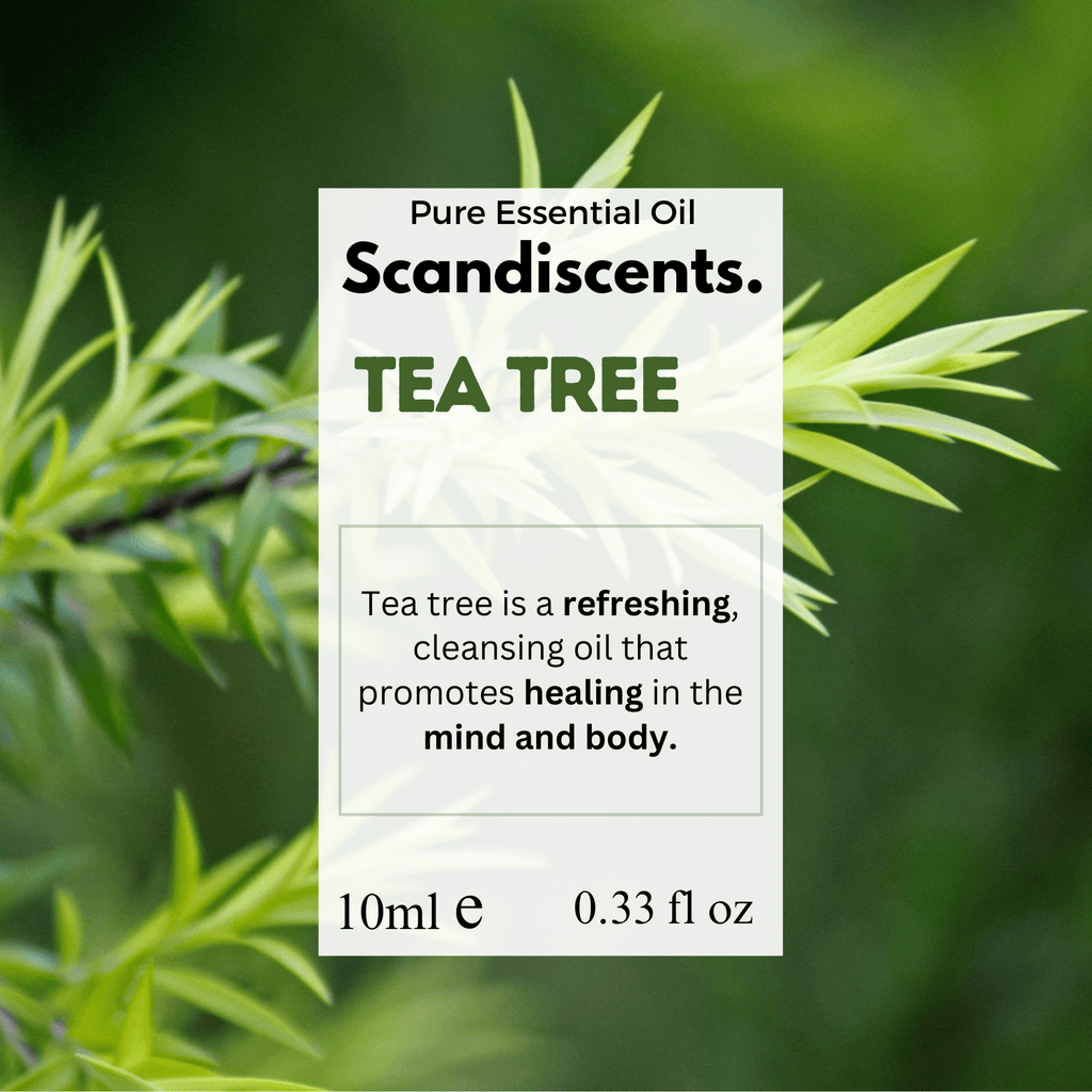 Scandiscents Tea Tree essential oil bottle with dropper cap, 1.png, natural herbal tea tree leaves and oil in a glass bottle.