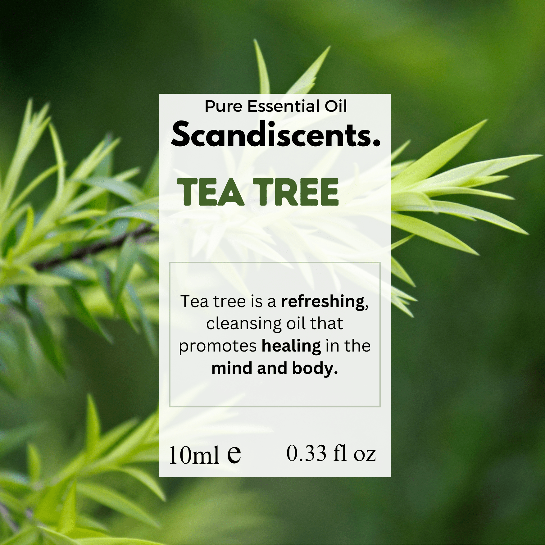 Scandiscents Tea Tree essential oil bottle with dropper cap, 1.png, natural herbal tea tree leaves and oil in a glass bottle.