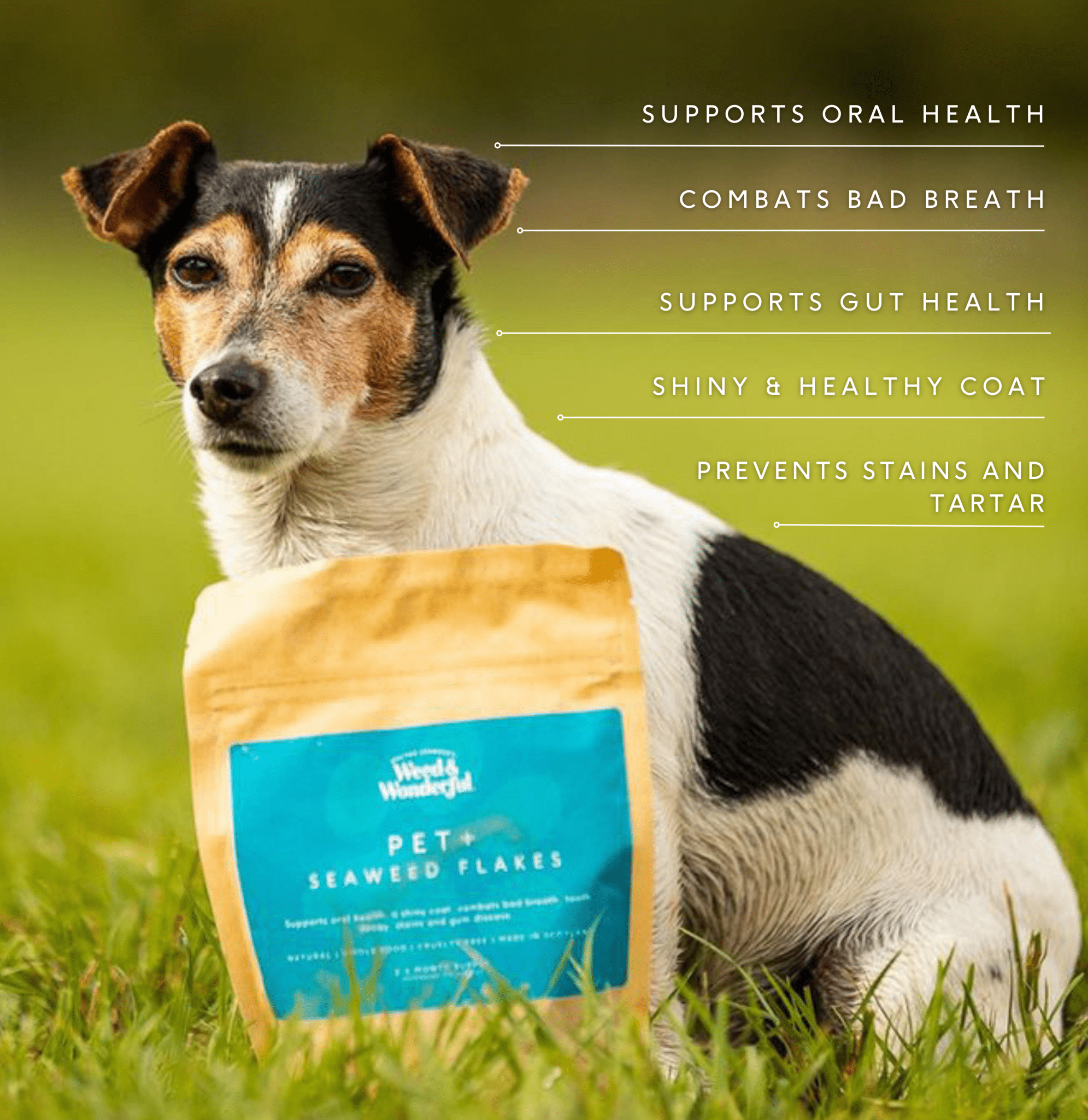 Pet+ by Doctor Seaweed: A close-up of the Pet+ product packaging with natural ingredients and eco-friendly design.
