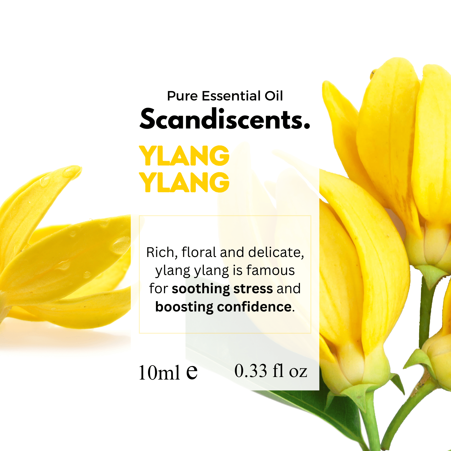 Scandiscents Ylang Ylang essential oil bottle with a white label, displayed on a neutral background.