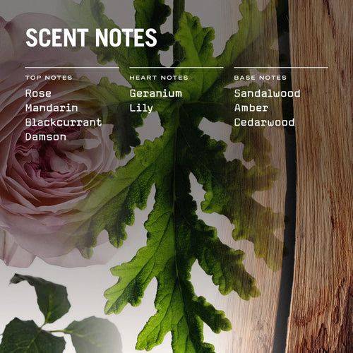 Russell + White Medina Rose 100ml reed diffuser with glass container and reed sticks for home fragrance.