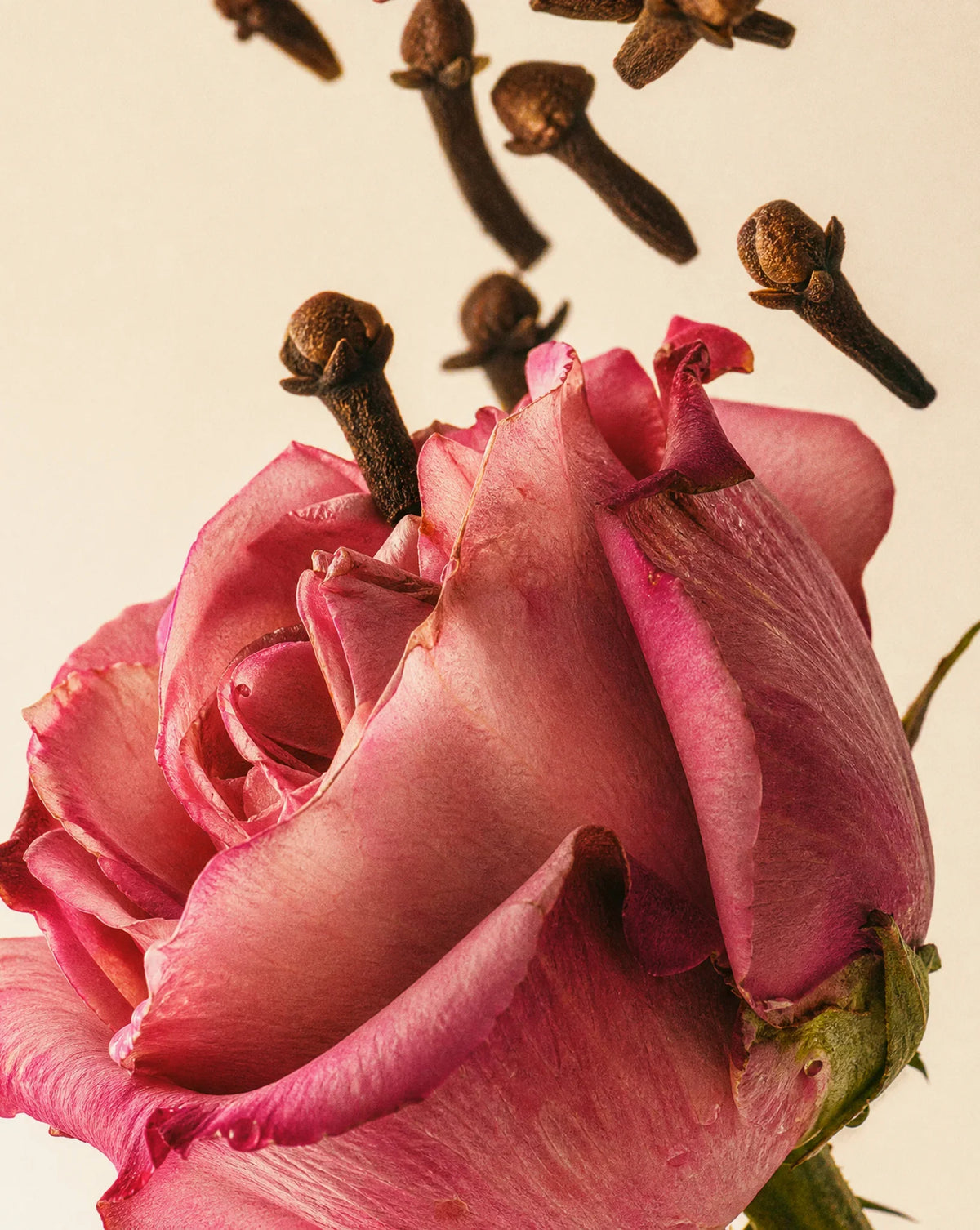 Russell + White Medina Rose 100ml reed diffuser with elegant glass bottle and reed sticks for floral home fragrance.